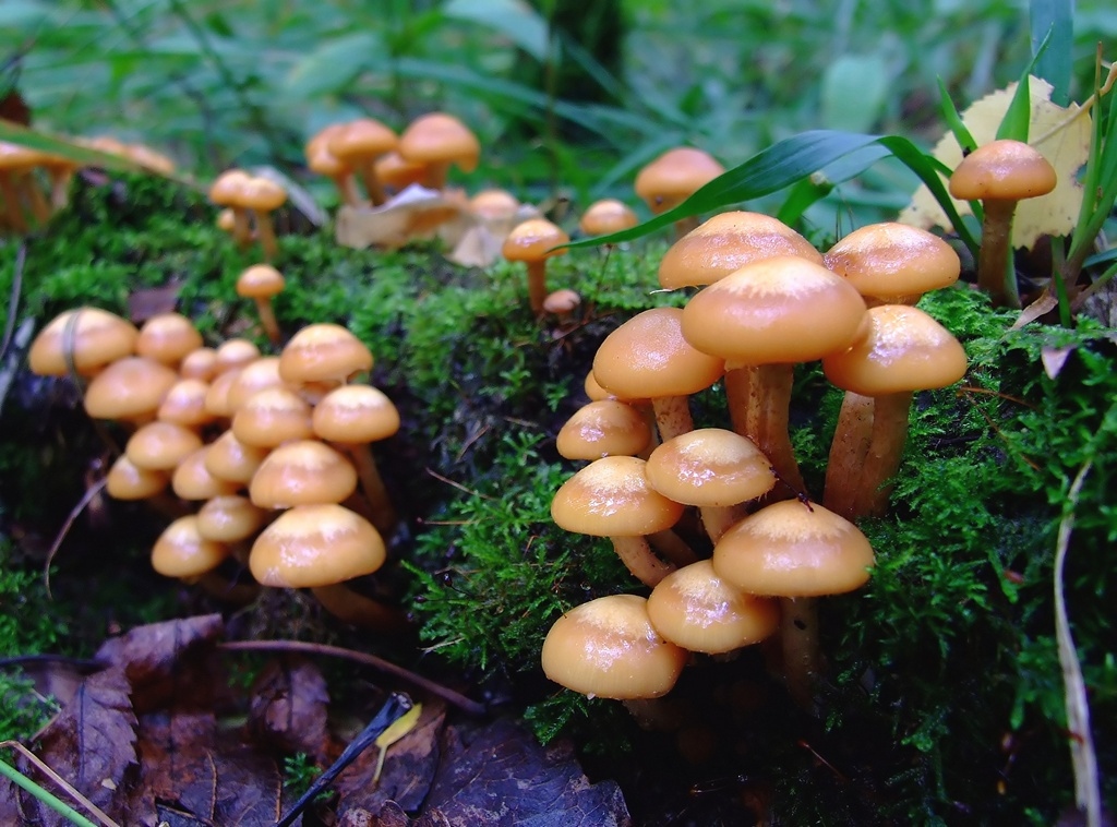 Весенние съедобные грибы фото и название. Лесные опята. Коллибия лесолюбивая опёнок весенний. Опята грибы весенние. Опёнок летний.