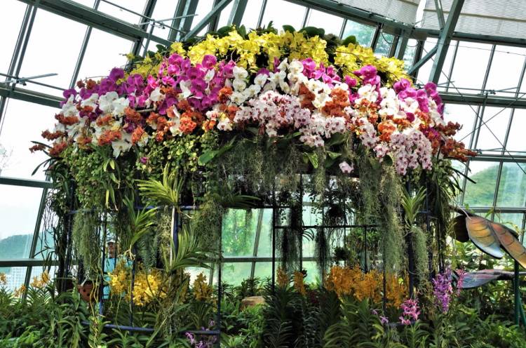 Теплица орхидей в пушкино. Оранжерея Винперл орхидеи. Лост Орхидея оранжерея. Оранжерея фаленопсисов. Орхидеи в оранжерее Нячанг Винперл.