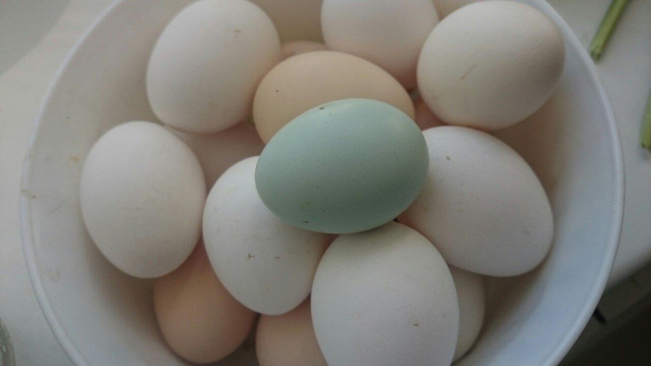 Какие курицы несут голубые и зеленые яйца фото