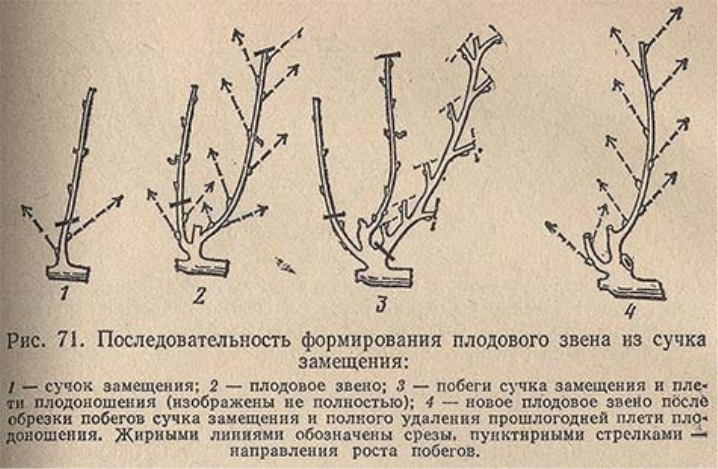 Обломка винограда весной для начинающих в картинках пошагово