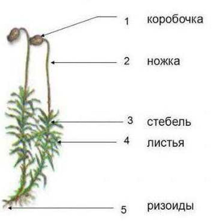 Стебель на рисунке обозначен цифрой строение моховидных